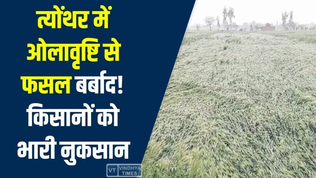 Rewa News: त्योंथर में ओलावृष्टि से फसल बर्बाद, किसानों को भारी नुकसान