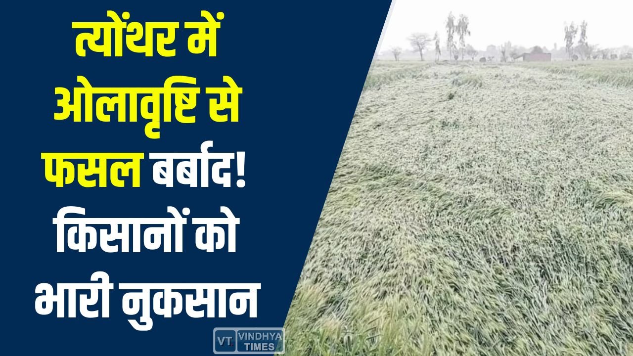 Rewa News: त्योंथर में ओलावृष्टि से फसल बर्बाद, किसानों को भारी नुकसान