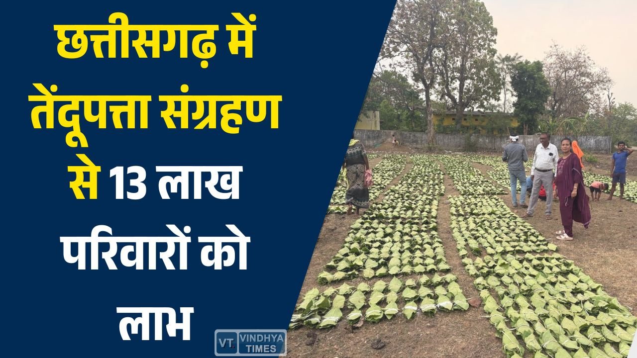 CG News: छत्तीसगढ़ में तेंदूपत्ता संग्रहण से 13 लाख परिवारों को लाभ, 920 करोड़ रुपये भुगतान का अनुमान