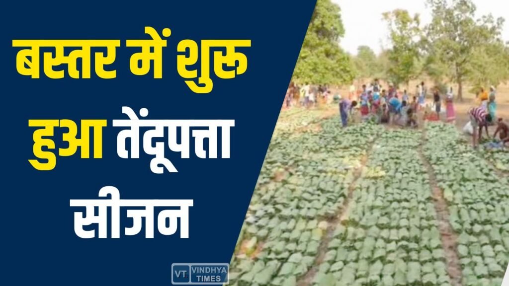 CG News: बस्तर में शुरू हुआ तेंदूपत्ता सीजन, ग्रामीणों को मिलेगा बड़ा आर्थिक लाभ