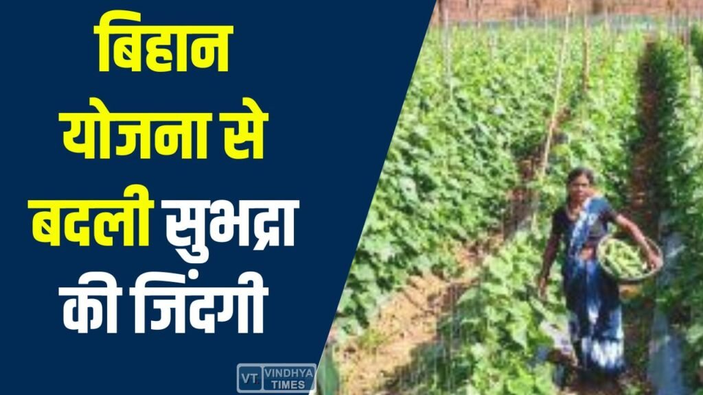CG News: बिहान योजना से बदली सुभद्रा की जिंदगी, खीरा खेती बनी आत्मनिर्भरता की पहचान