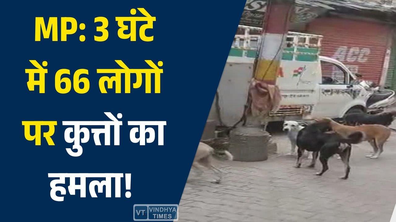 MP News: मध्य प्रदेश में आवारा कुत्तों का आतंक, सतना और मनावर में दर्जनों लोग घायल