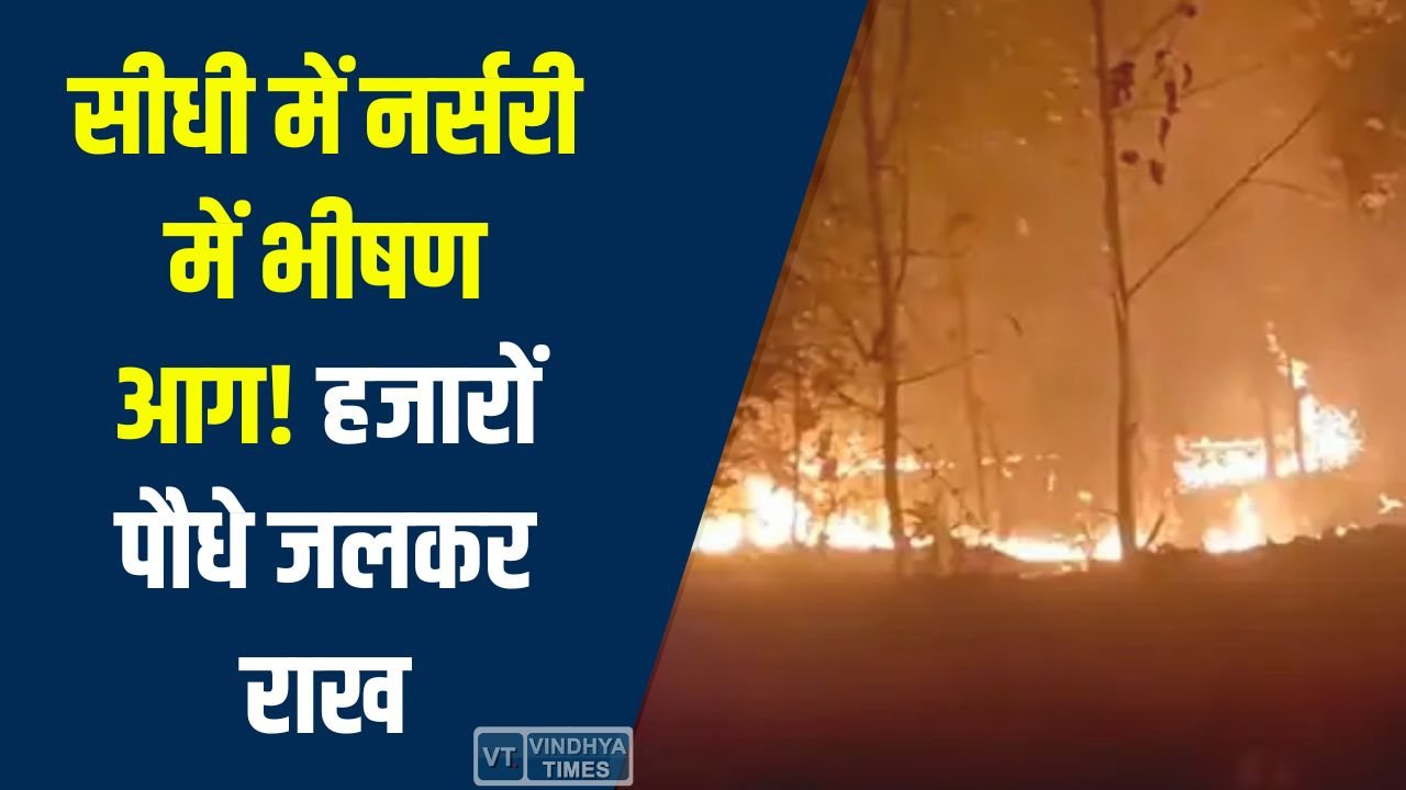 Sidhi News: सीधी के कचहरिया गांव की नर्सरी में भीषण आग, फलदार और औषधीय पौधे पूरी तरह नष्ट