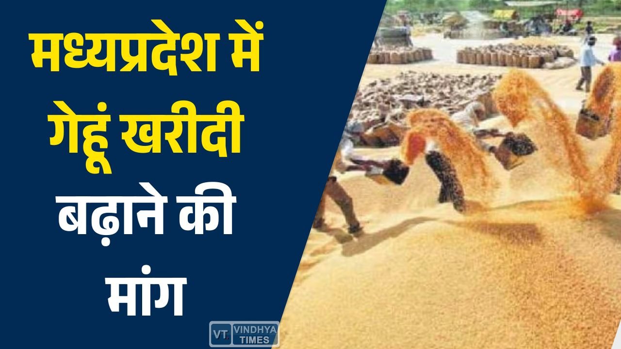 MP News: मध्यप्रदेश में गेहूं खरीदी बढ़ाने की मांग, किसानों के हित में केंद्र से कोटा बढ़ाने की अपील