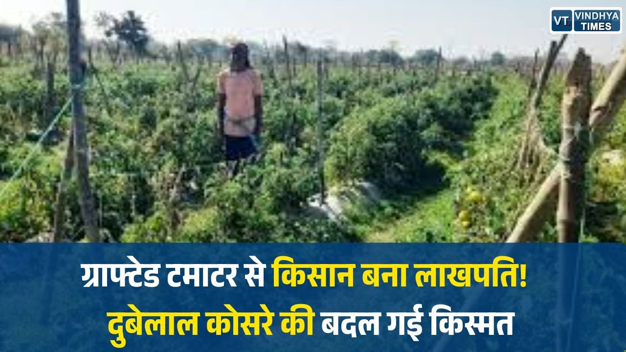 CG News: राष्ट्रीय कृषि विकास योजना से बदली तस्वीर, ग्राफ्टेड टमाटर की खेती से किसान दुबेलाल कोसरे की आय में बड़ा उछाल