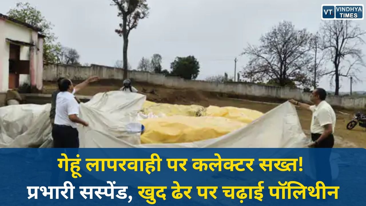 Sidhi News: सीधी में गेहूं उपार्जन व्यवस्था पर कलेक्टर की सख्ती, लापरवाही पर प्रभारी निलंबित