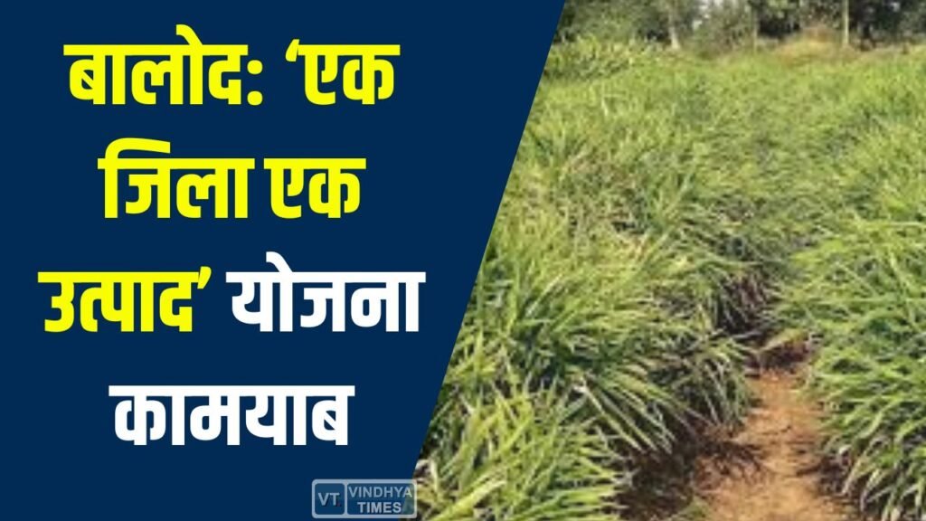 CG News: बालोद में अदरक की खेती से किसान ने बदला जीवन, ‘एक जिला एक उत्पाद’ योजना ने दी सफलता