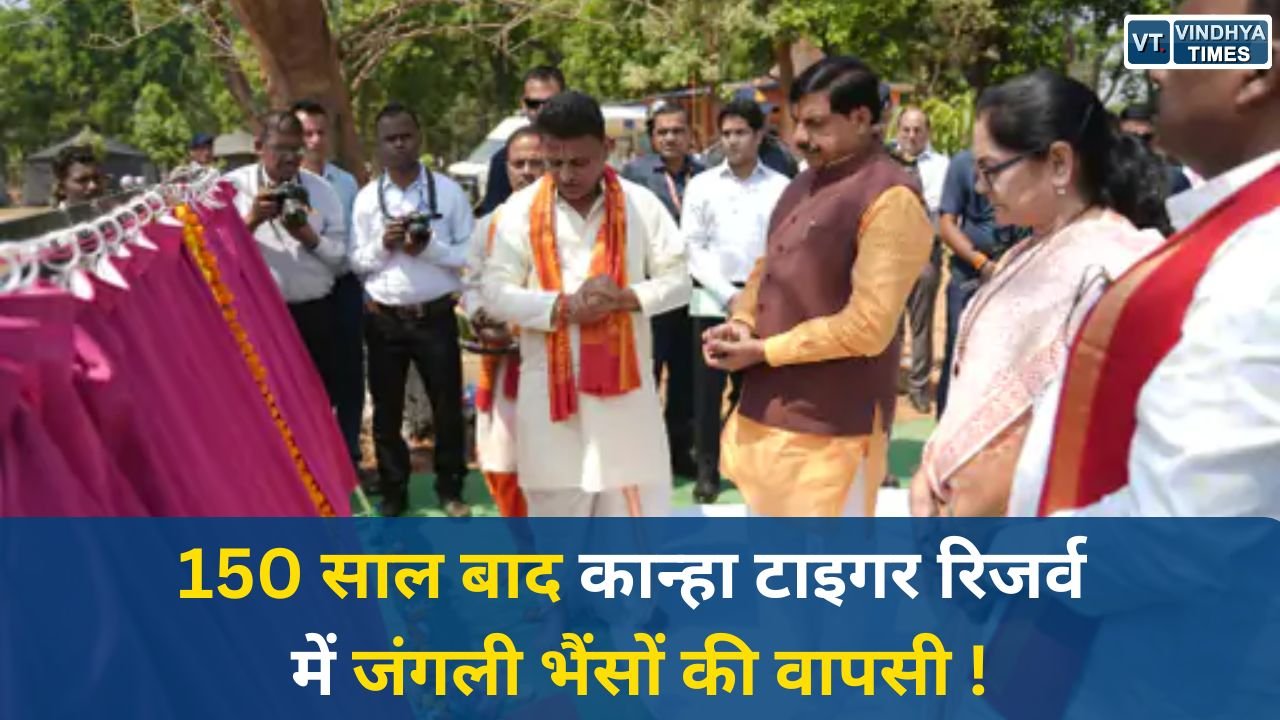 MP News: कान्हा टाइगर रिजर्व में जंगली भैंसों की वापसी, CM मोहन की पहल से शुरू हुई ऐतिहासिक पुनर्बसाहट