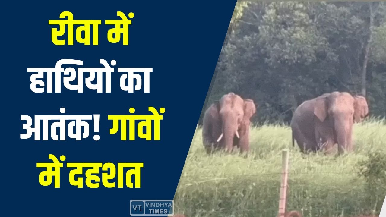 Rewa News: रीवा में जंगली हाथियों की दस्तक, गांवों में दहशत, फसलों को भारी नुकसान