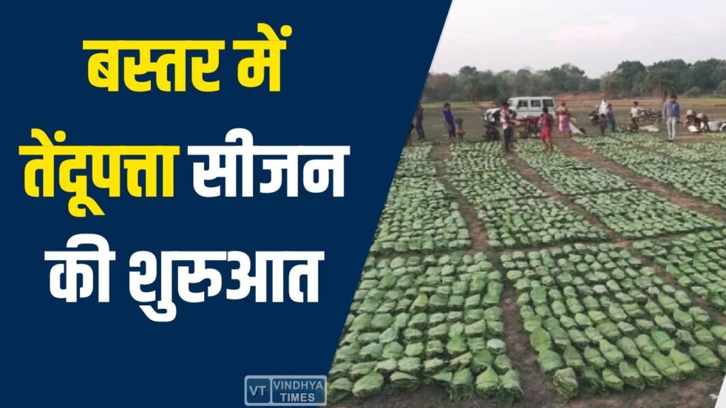 CG News: बस्तर में तेंदूपत्ता सीजन की शुरुआत, 2.70 लाख मानक बोरा संग्रहण का लक्ष्य