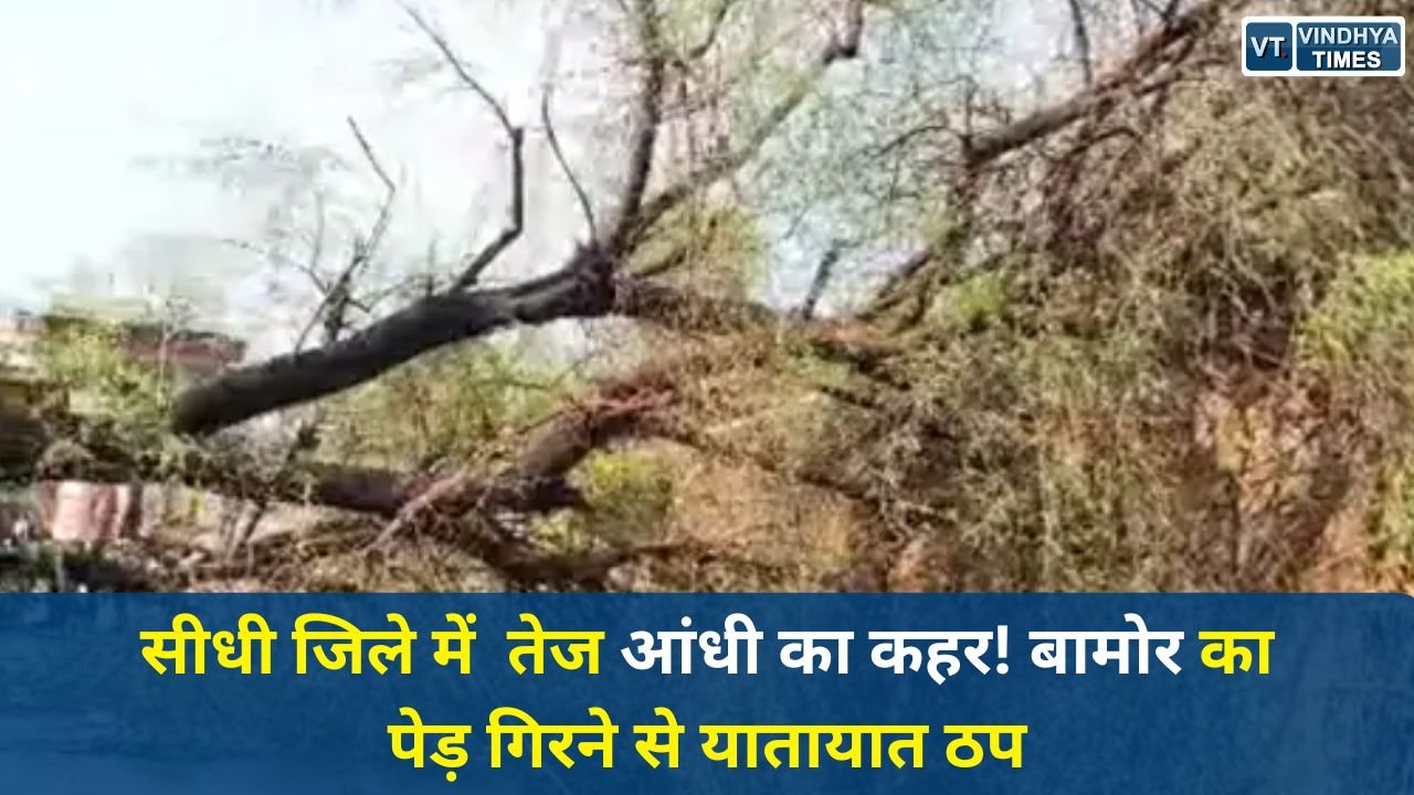 Sidhi News: सीधी जिले में तेज आंधी का कहर, विशाल पेड़ गिरा, सड़क और बिजली दोनों ठप