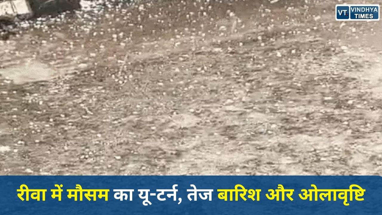 Rewa News: रीवा में मौसम का यू-टर्न, तेज बारिश और ओलावृष्टि, फसलों को नुकसान की आशंका