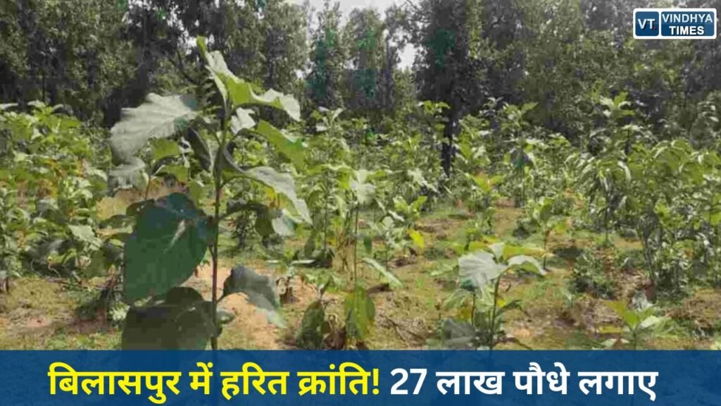CG News: बिलासपुर में वन विकास निगम की बड़ी उपलब्धि, 5 वर्षों में 27 लाख से अधिक पौधों का रोपण