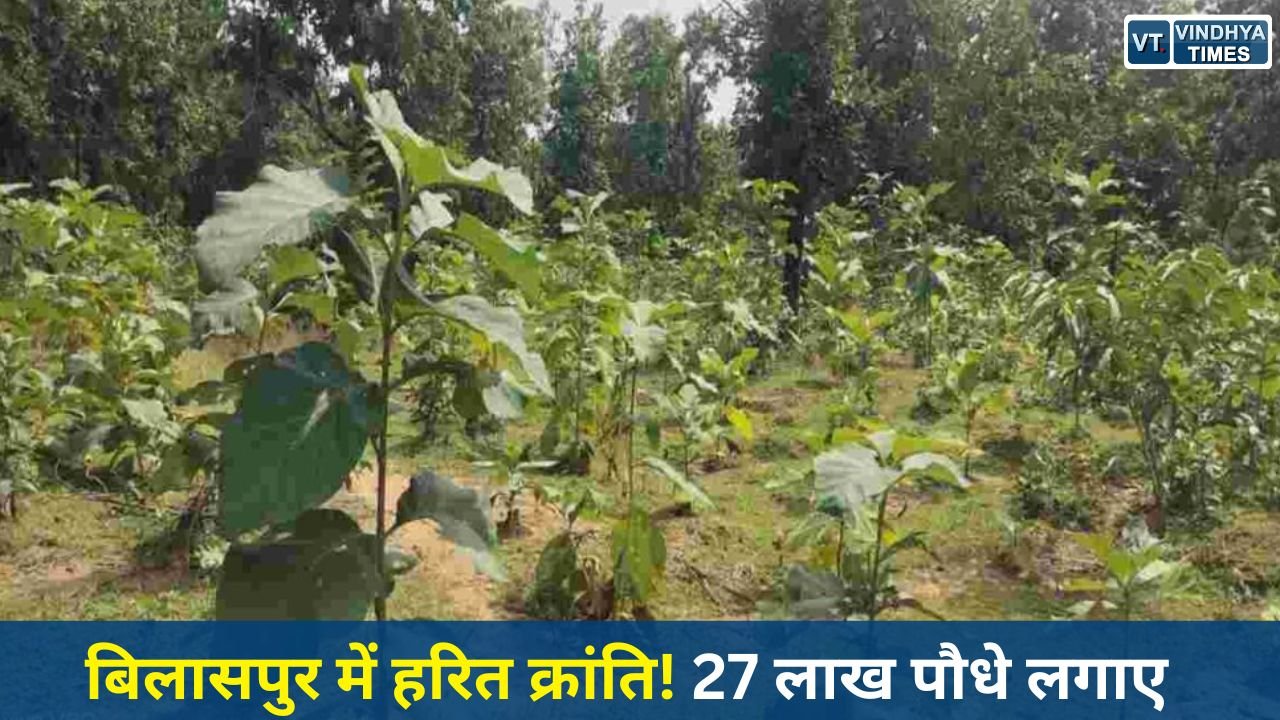 CG News: बिलासपुर में वन विकास निगम की बड़ी उपलब्धि, 5 वर्षों में 27 लाख से अधिक पौधों का रोपण