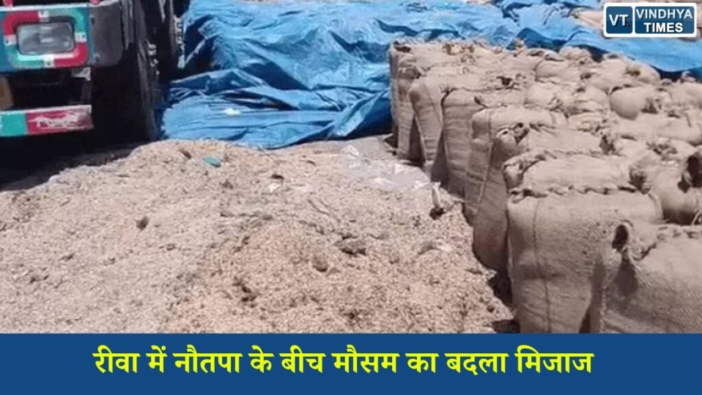Rewa News: रीवा में नौतपा के बीच मौसम का बदला मिजाज, हल्की बारिश से बढ़ी उमस, मंडी में भीगा अनाज