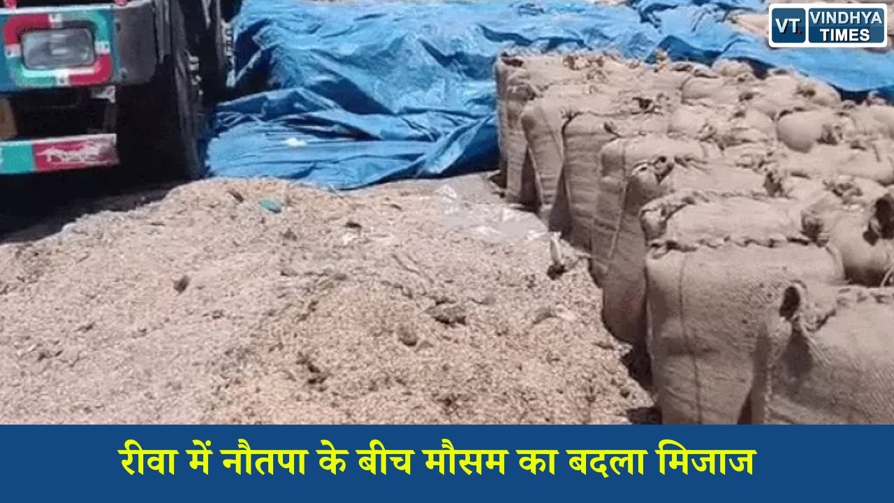 Rewa News: रीवा में नौतपा के बीच मौसम का बदला मिजाज, हल्की बारिश से बढ़ी उमस, मंडी में भीगा अनाज