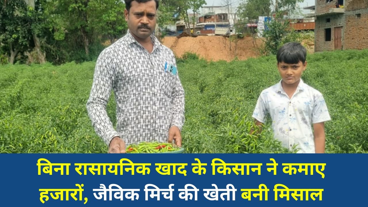 CG News: बिना रासायनिक खाद के किसान ने कमाए हजारों, जैविक मिर्च की खेती बनी मिसाल