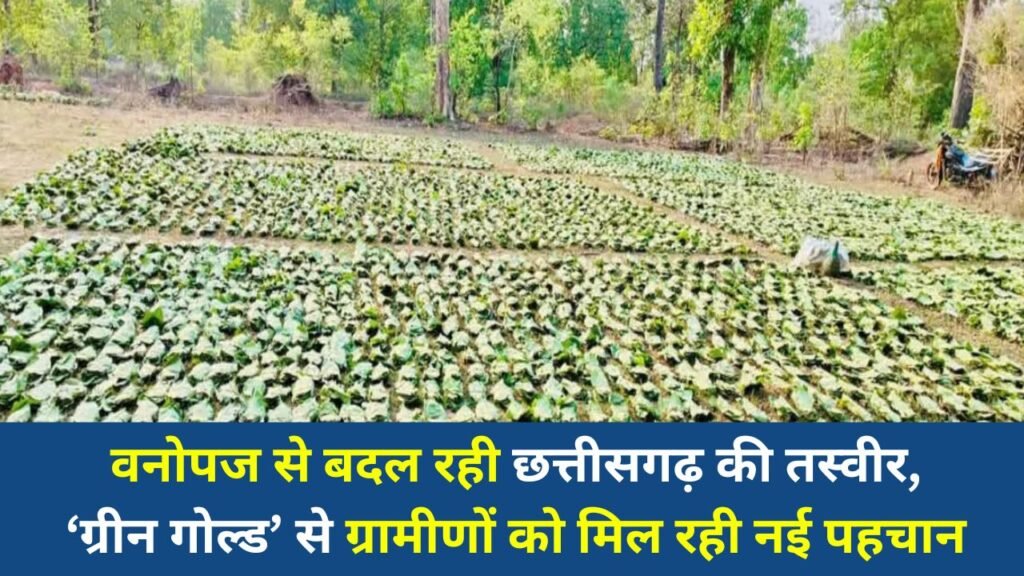 CG News: वनोपज से बदल रही छत्तीसगढ़ की तस्वीर, ‘ग्रीन गोल्ड’ से ग्रामीणों को मिल रही नई पहचान