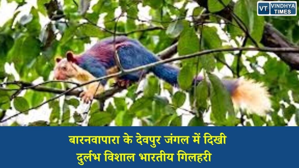 CG News: बारनवापारा के देवपुर जंगल में दिखी दुर्लभ विशाल भारतीय गिलहरी, छत्तीसगढ़ की जैव विविधता को मिली नई पहचान