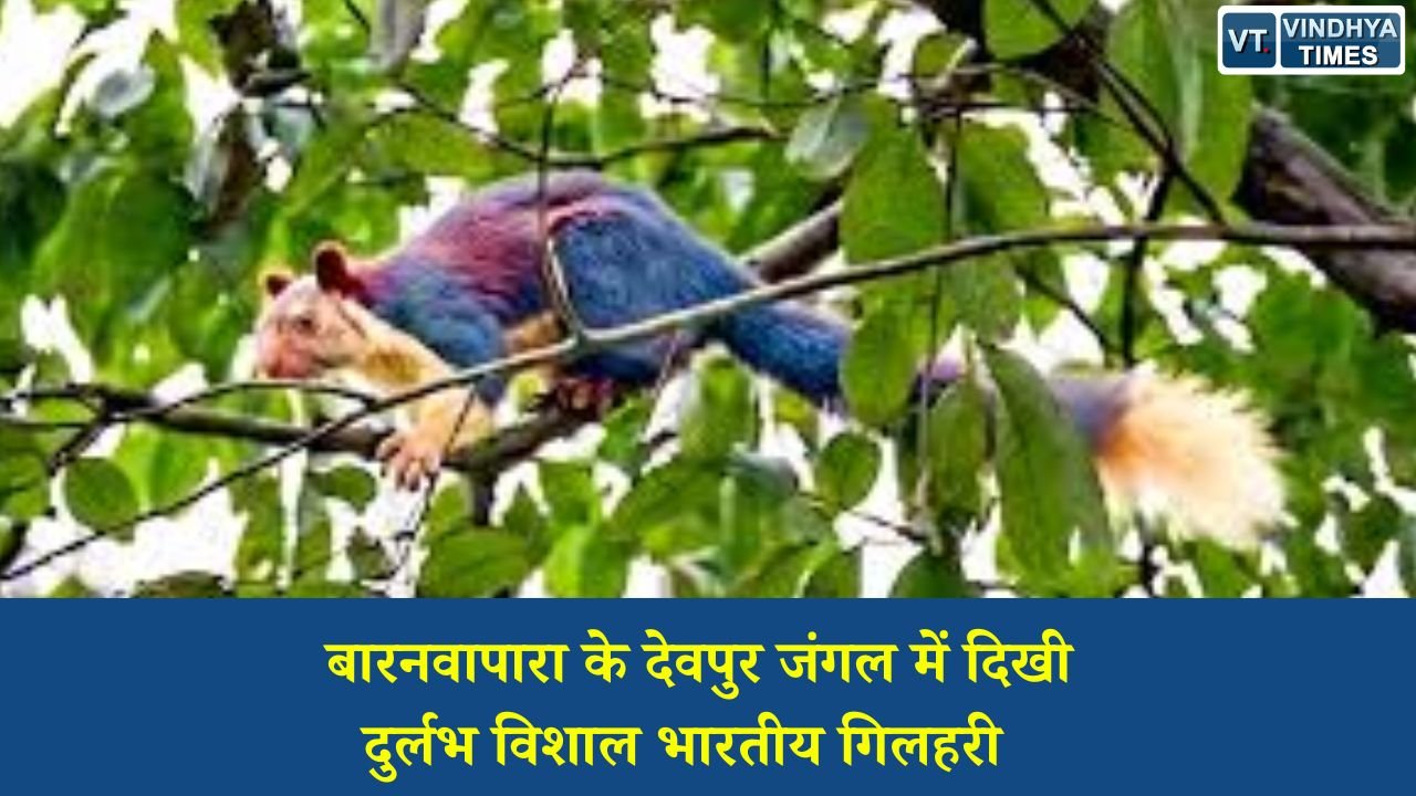CG News: बारनवापारा के देवपुर जंगल में दिखी दुर्लभ विशाल भारतीय गिलहरी, छत्तीसगढ़ की जैव विविधता को मिली नई पहचान