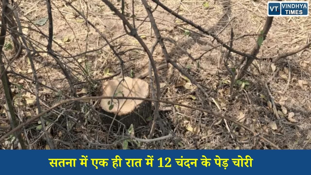 Satna News: सतना में बड़ी चोरी: टीकर गांव में किसानों के 12 चंदन के पेड़ काटकर ले गए चोर, जांच शुरू