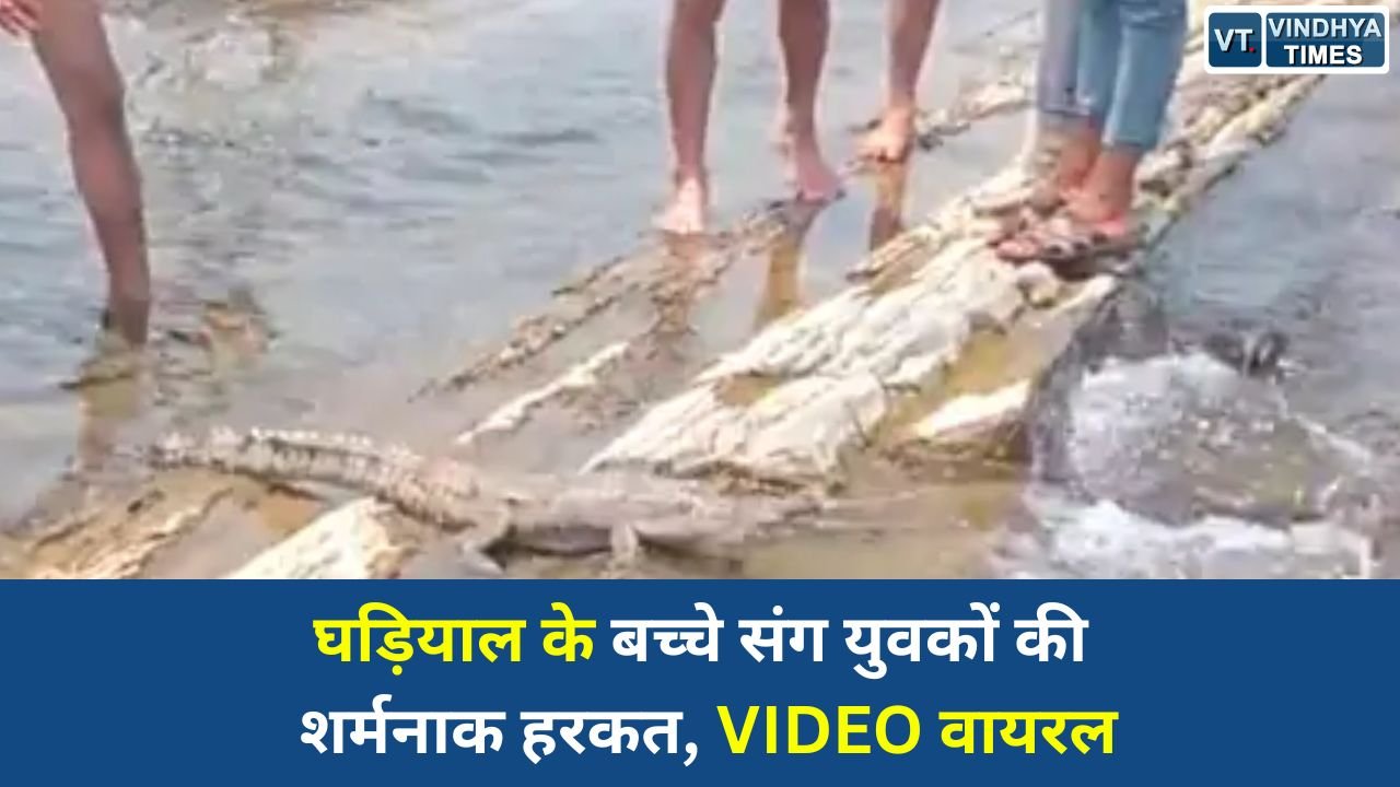 Sidhi News: सीधी के सोन घड़ियाल अभ्यारण्य में वन्यजीव से खिलवाड़, युवकों का वीडियो वायरल होने पर मचा हड़कंप
