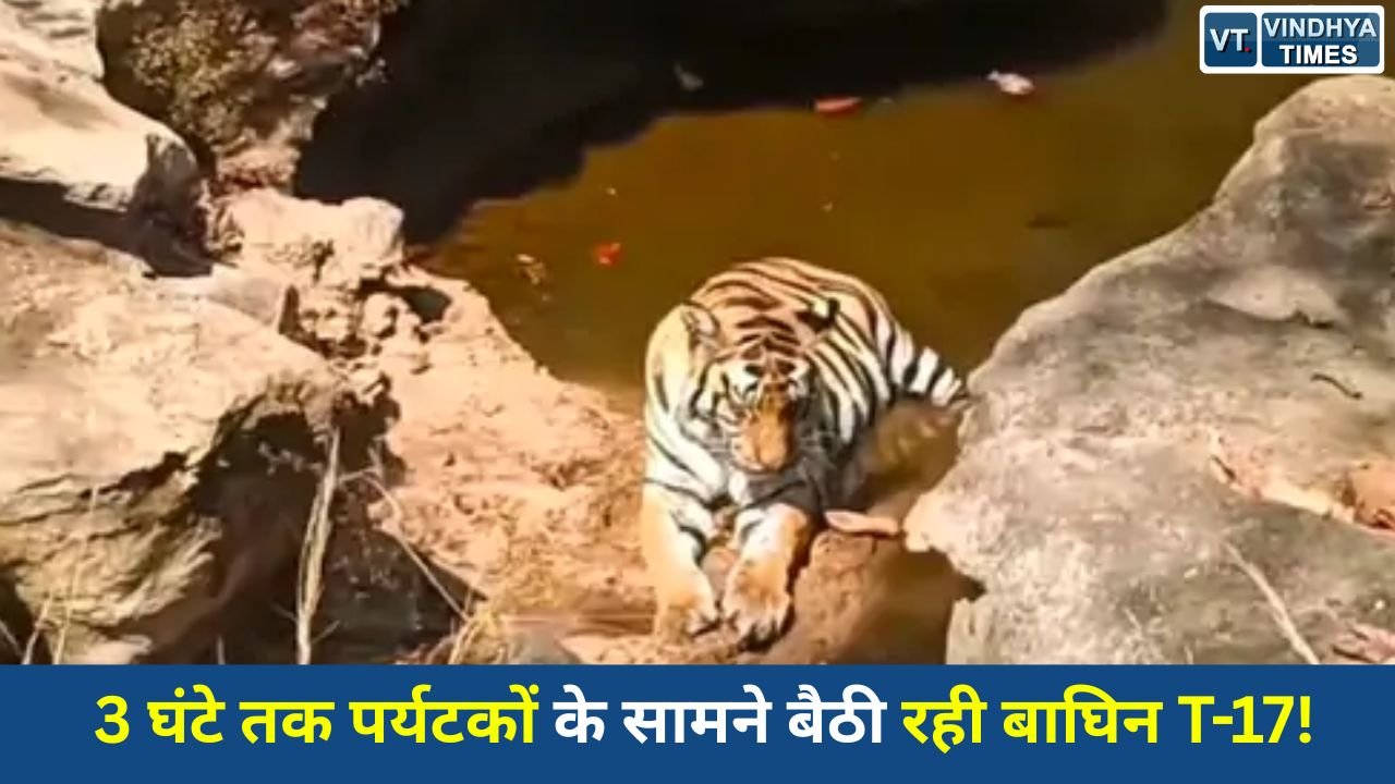 Sidhi News: संजय टाइगर रिजर्व में दिखा दुर्लभ नजारा, जल स्रोत के पास घंटों नजर आई बाघिन T-17