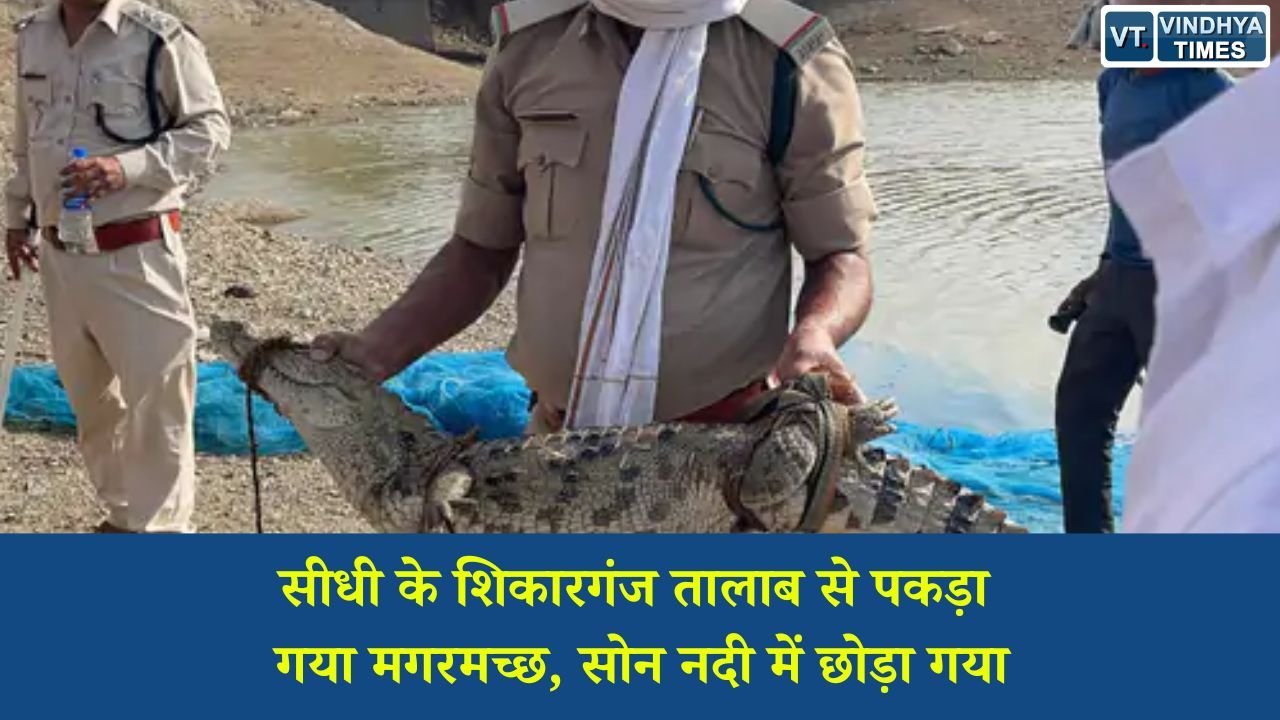 Sidhi News: सीधी के शिकारगंज तालाब से पकड़ा गया मगरमच्छ, सोन नदी में छोड़ा गया