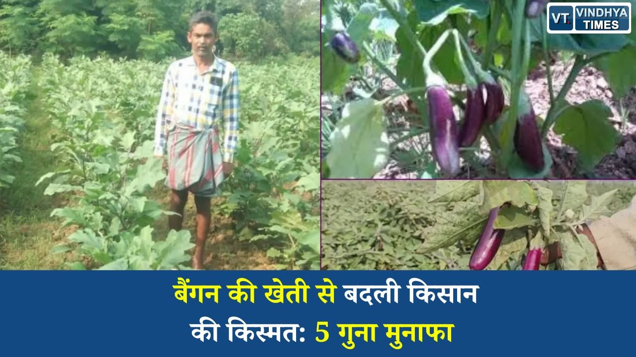 CG News: छत्तीसगढ़ में कृषि क्रांति: ग्राफ्टेड बैंगन से किसान नवीन साव की आय में बड़ा इजाफा