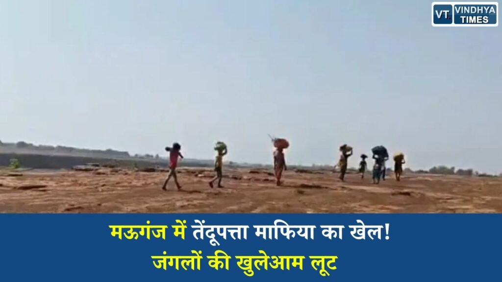 MP News: मऊगंज के जंगलों में तेंदूपत्ता माफियाओं का आतंक, वन विभाग की भूमिका पर उठे गंभीर सवाल