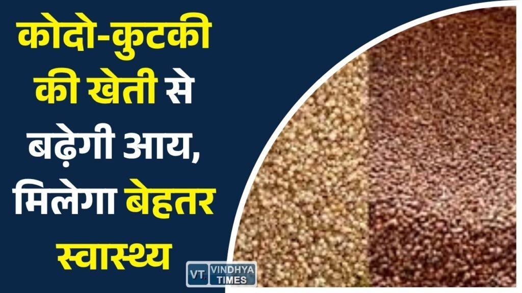 CG News: कोदो-कुटकी: किसानों के लिए कम लागत में ज्यादा मुनाफे वाली फसल
