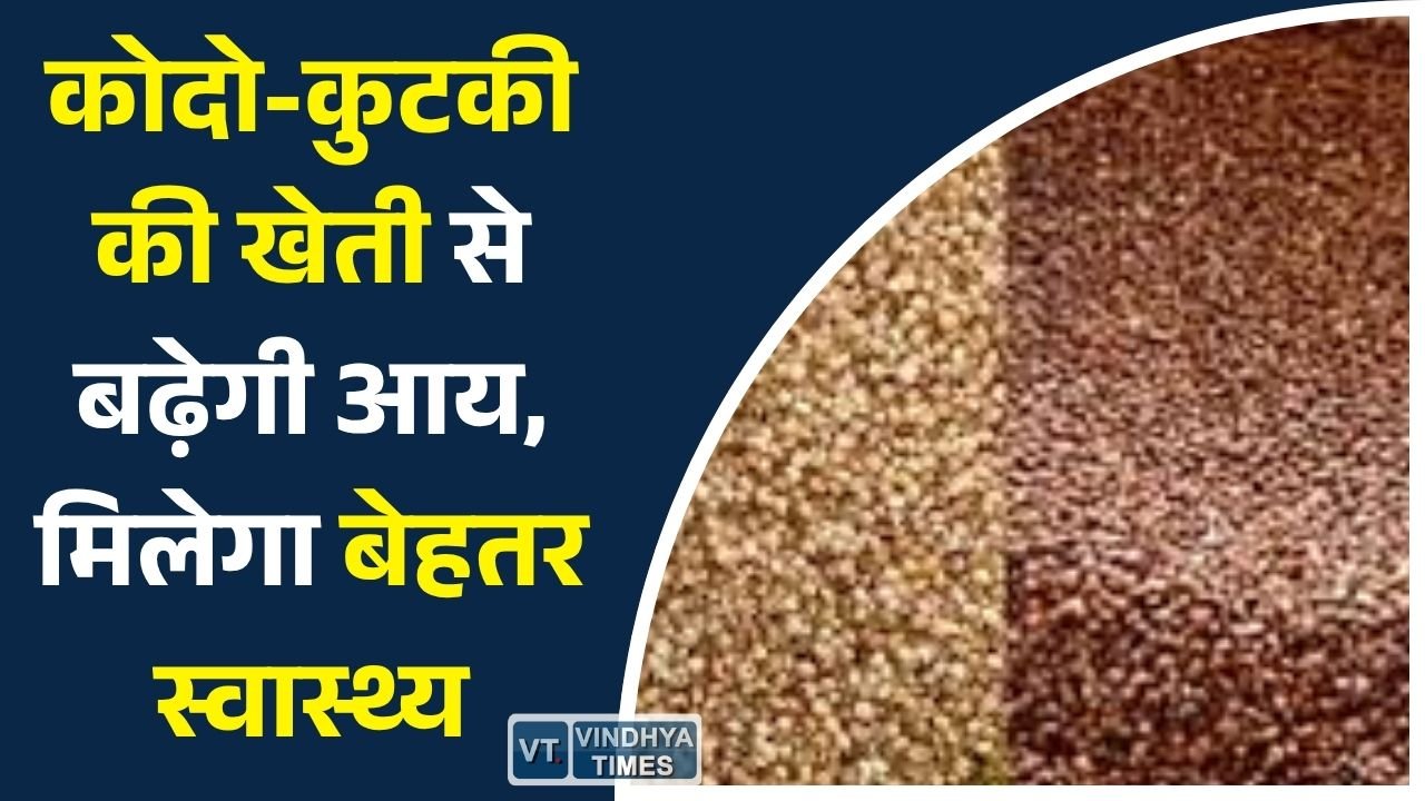CG News: कोदो-कुटकी: किसानों के लिए कम लागत में ज्यादा मुनाफे वाली फसल