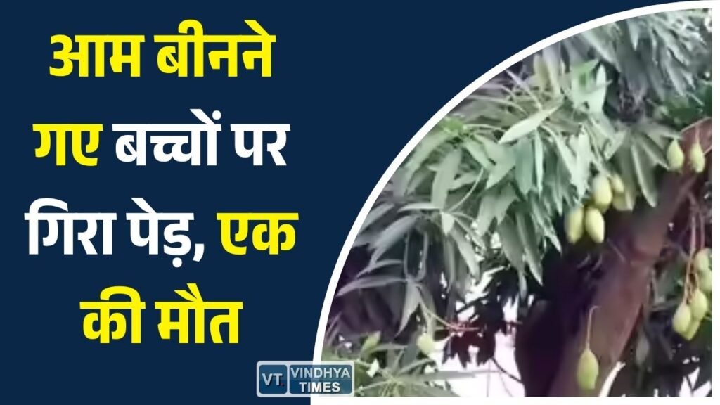Rewa News: मैहर में दर्दनाक हादसा: आम बीन रहे दो बच्चों पर गिरा पेड़, 12 वर्षीय बबलू की मौत, एक गंभीर