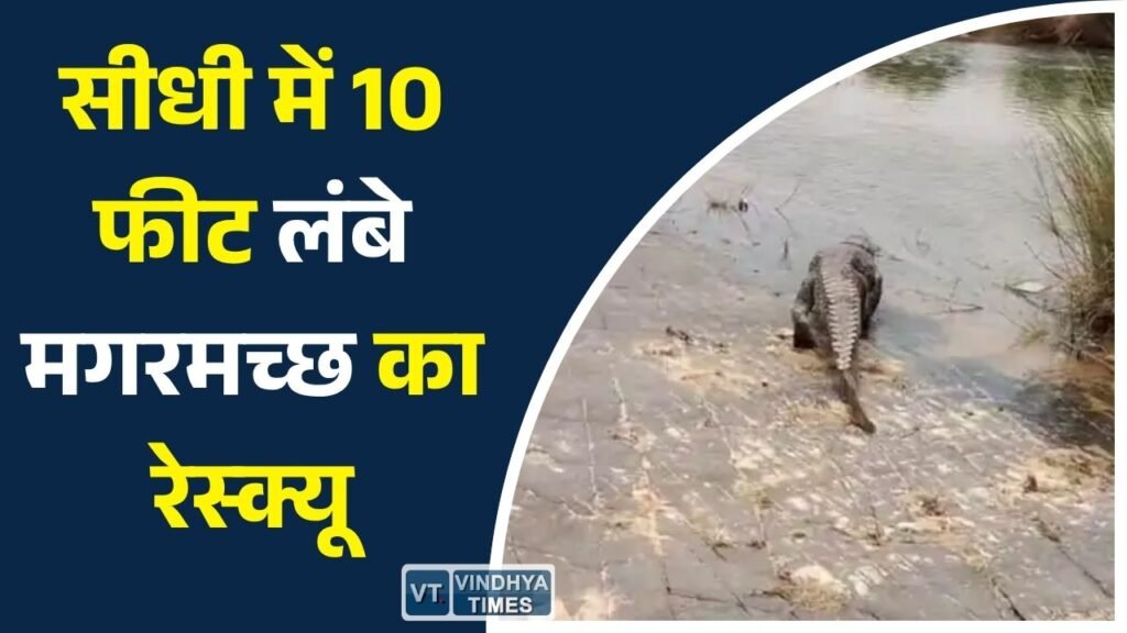 Sidhi News: सीधी में 10 फीट लंबे मगरमच्छ का रेस्क्यू, 7 महीने बाद गांव ने ली राहत की सांस