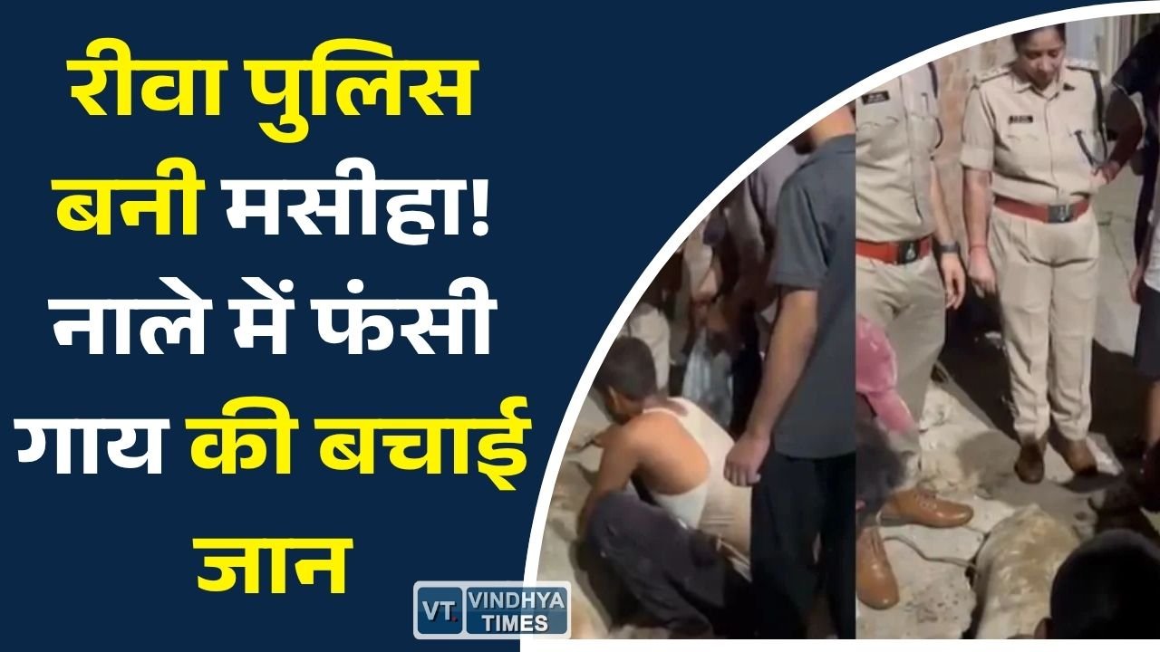 Rewa News: रीवा में मानवीय पुलिसिंग की मिसाल, नाले में गिरी गाय का सफल रेस्क्यू