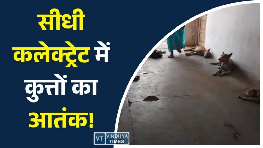 Sidhi News: सीधी कलेक्ट्रेट में आवारा कुत्तों से लोग परेशान, सुरक्षा व्यवस्था पर उठे सवाल