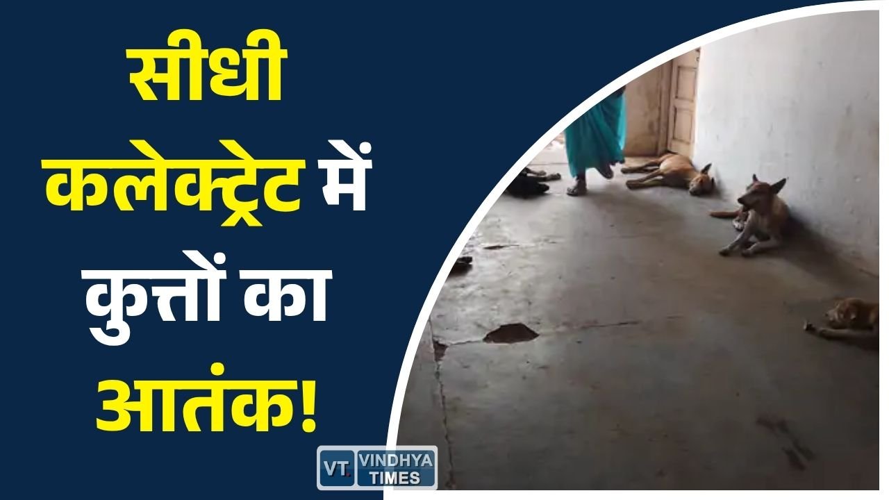 Sidhi News: सीधी कलेक्ट्रेट में आवारा कुत्तों से लोग परेशान, सुरक्षा व्यवस्था पर उठे सवाल