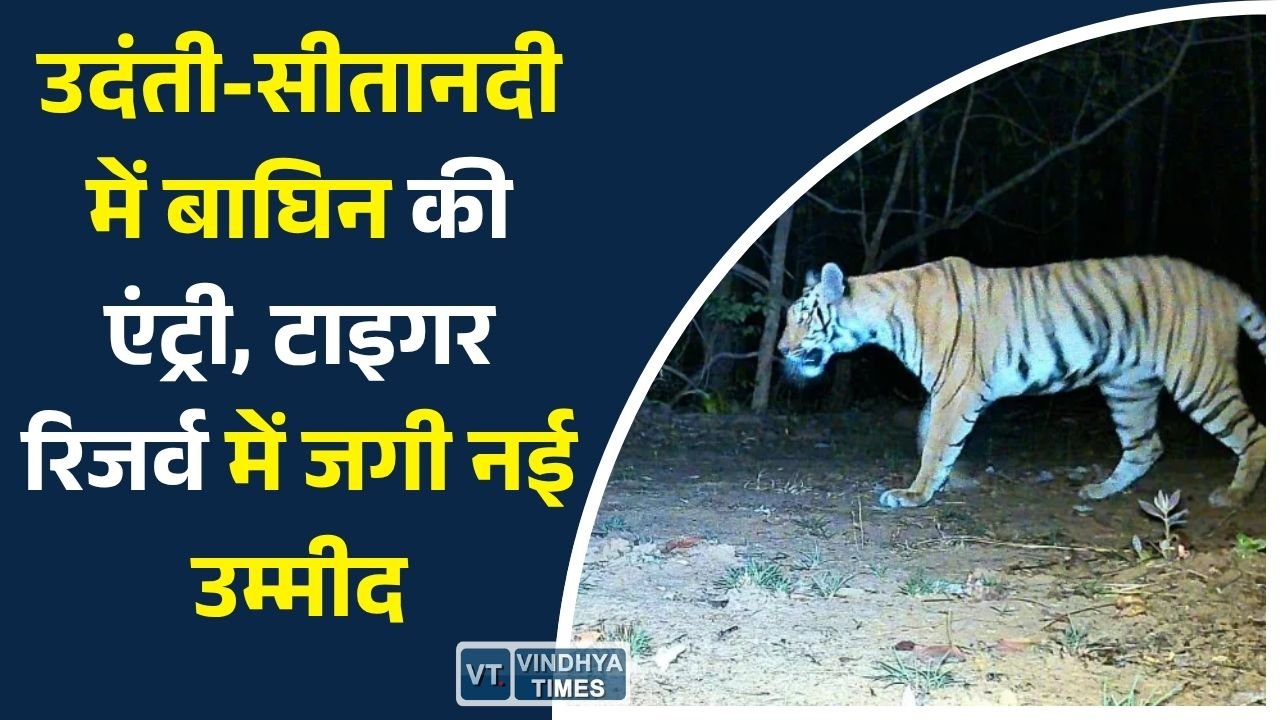 CG News: उदंती-सीतानदी टाइगर रिजर्व में दिखी बाघिन, कैमरा ट्रैप में कैद हुई तस्वीरें और वीडियो