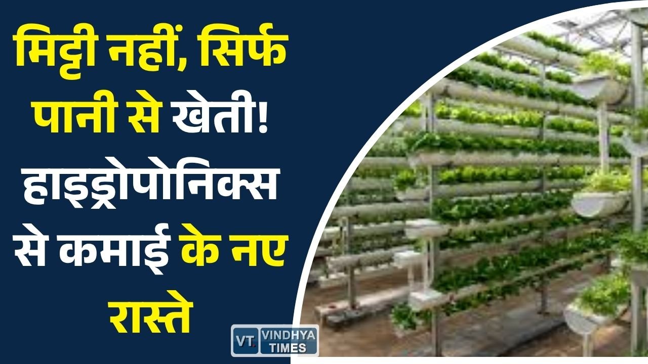 CG News: हाइड्रोपोनिक्स खेती: कम पानी, कम जगह और ज्यादा मुनाफे वाली आधुनिक कृषि तकनीक