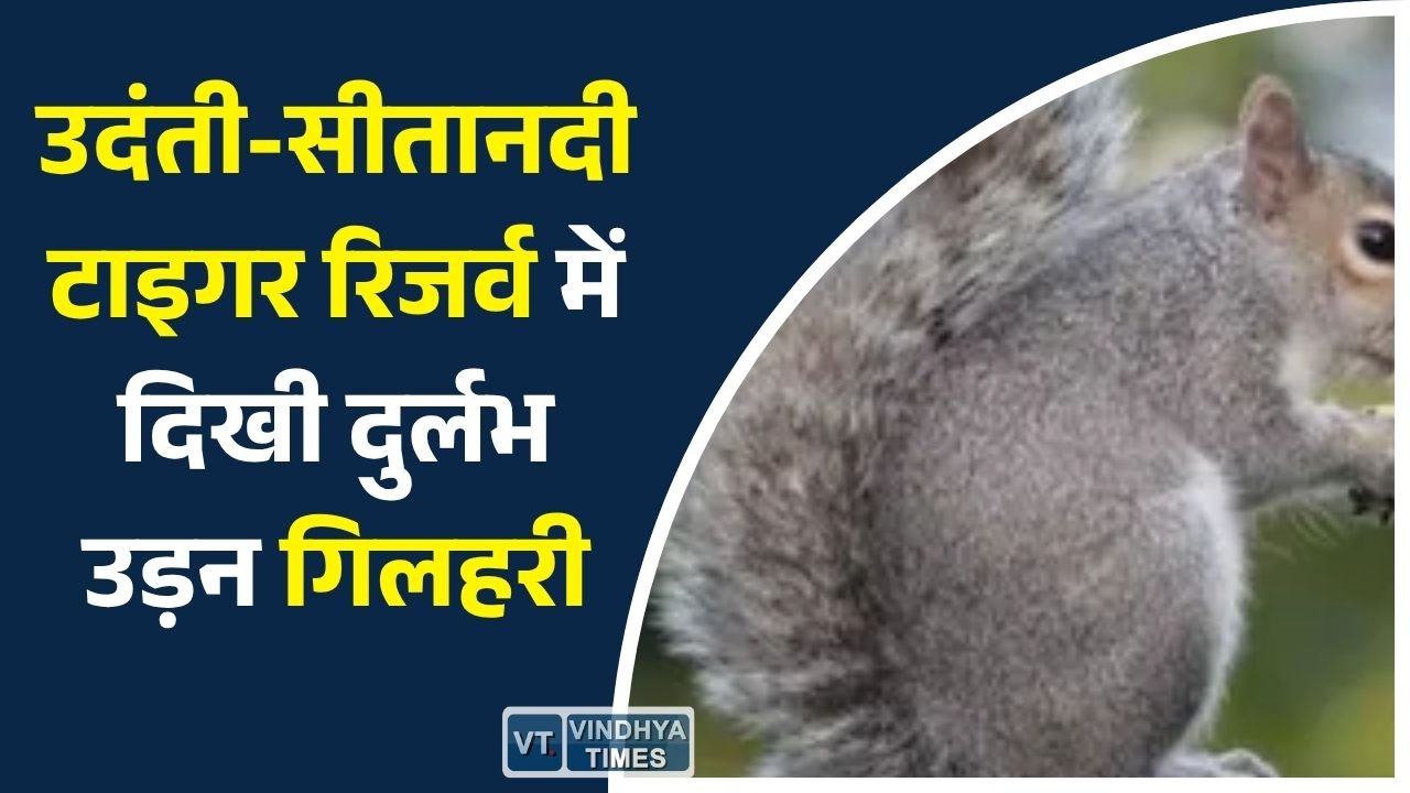 CG News: उदंती-सीतानदी टाइगर रिजर्व में दिखी दुर्लभ उड़न गिलहरी, संरक्षण की सफलता का बड़ा संकेत