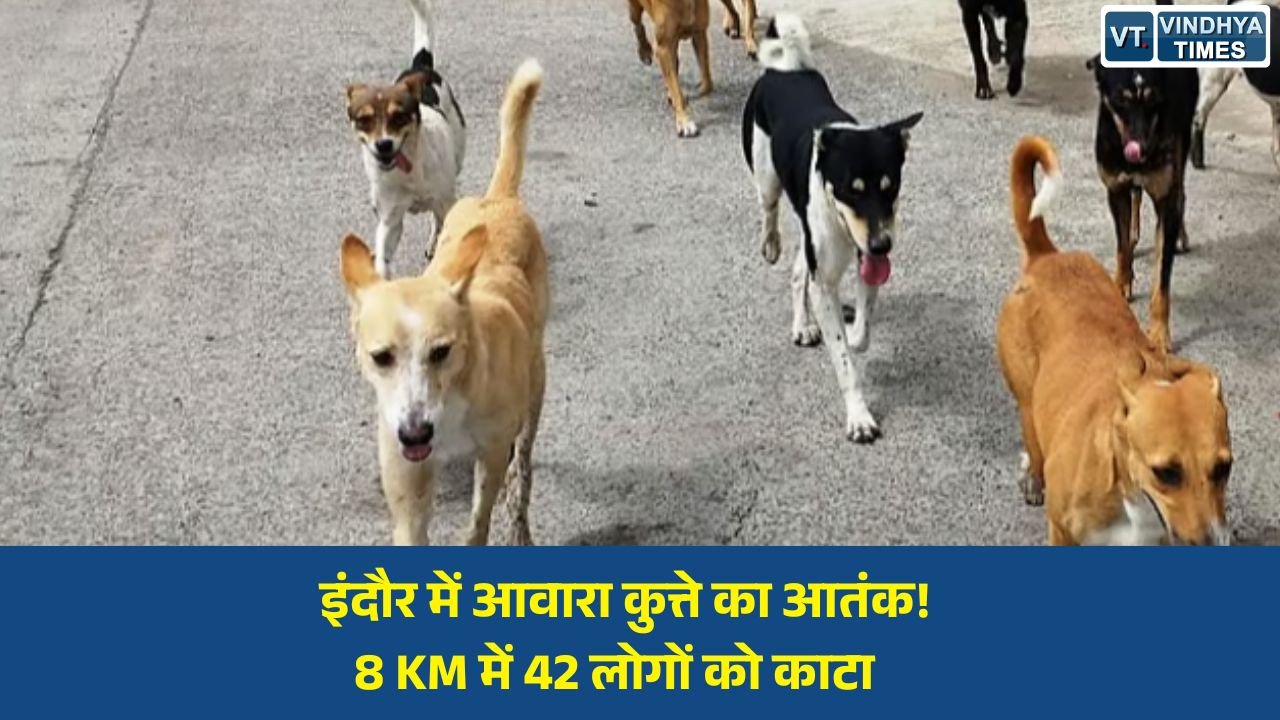MP News: इंदौर में स्ट्रीट डॉग का कहर: 8 किलोमीटर तक मचाया आतंक, 42 लोगों को बनाया शिकार