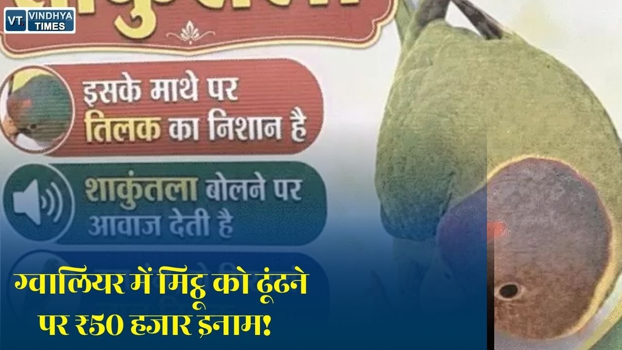 MP News: ग्वालियर में लापता हुआ परिवार का चहेता तोता, 'मिट्ठू' को खोजने वाले को मिलेगा 50 हजार रुपये का इनाम