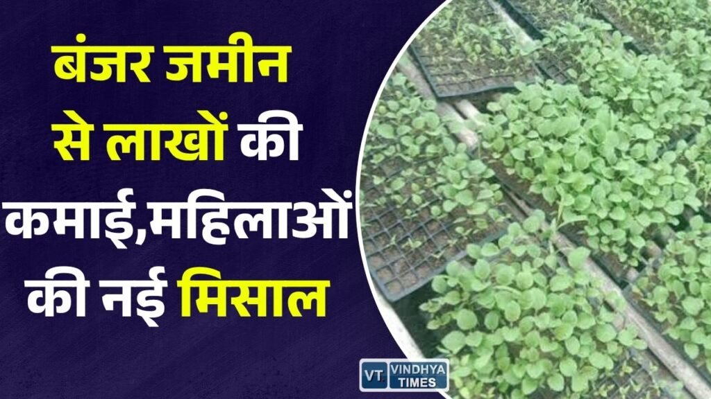 CG News: धमतरी में औषधीय खेती से बदली महिलाओं की तस्वीर, बंजर जमीन बनी बेहतर आय का जरिया