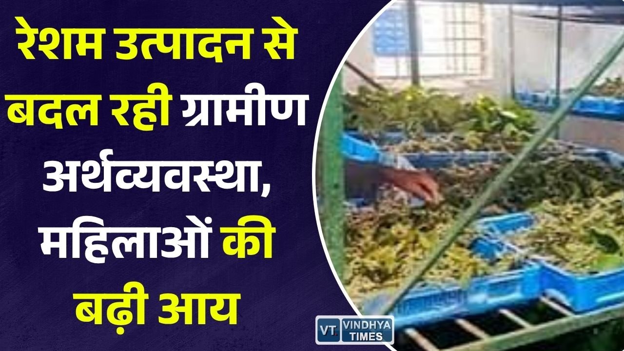 CG News: नारायणपुर में रेशम उत्पादन से बदली ग्रामीणों की तस्वीर, कोसापालन बना रोजगार और आत्मनिर्भरता का मजबूत आधार