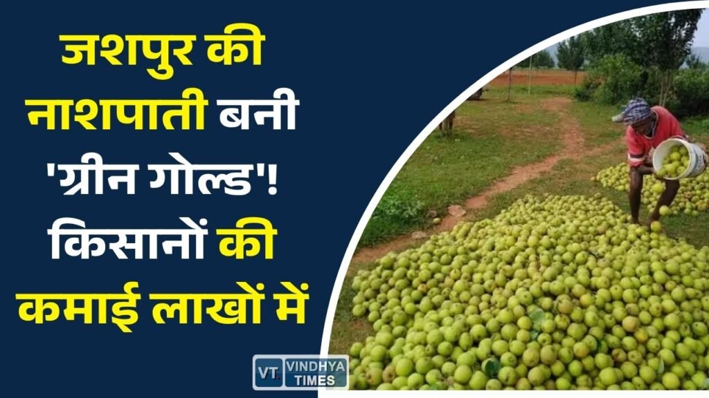 CG News: जशपुर बना नाशपाती उत्पादन का नया हब, बागवानी से किसानों की आय में जबरदस्त बढ़ोतरी