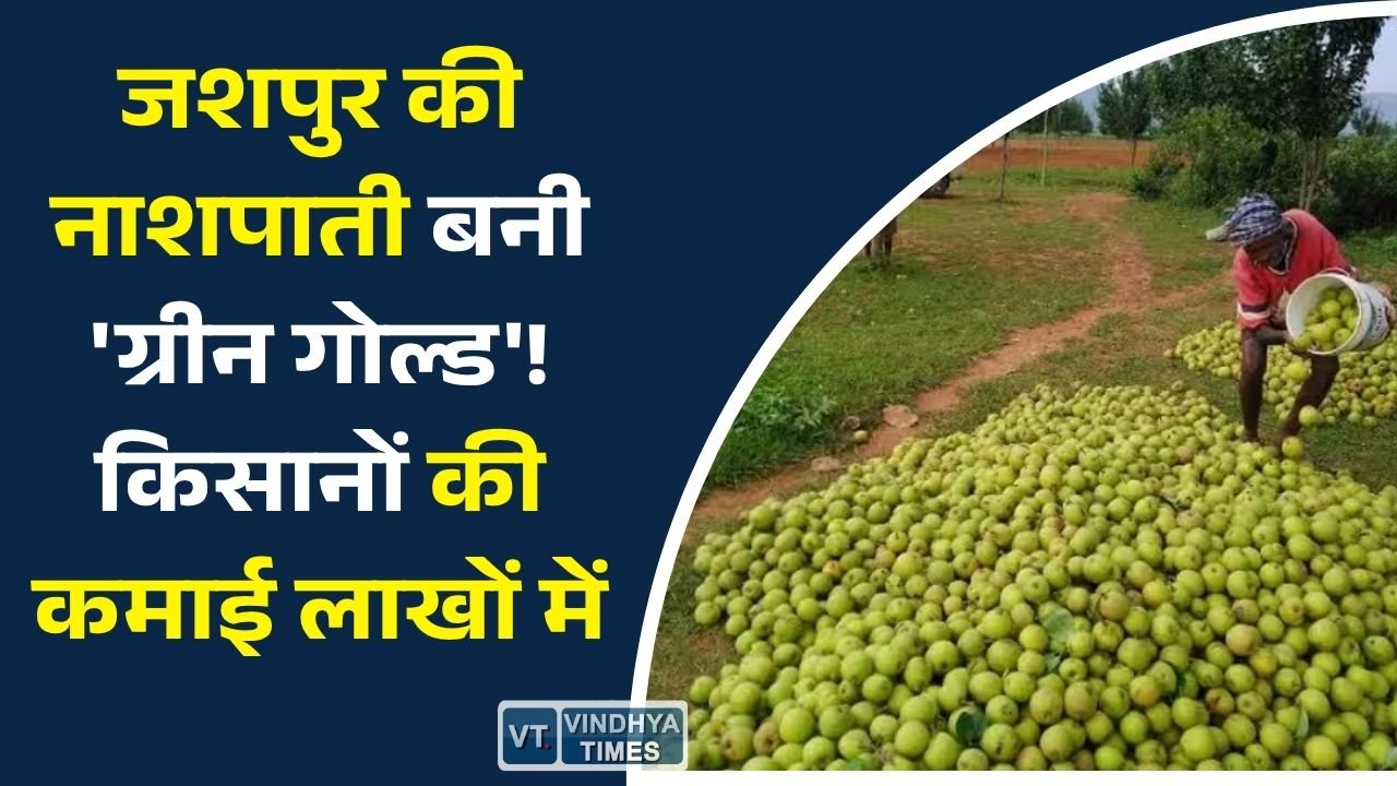CG News: जशपुर बना नाशपाती उत्पादन का नया हब, बागवानी से किसानों की आय में जबरदस्त बढ़ोतरी