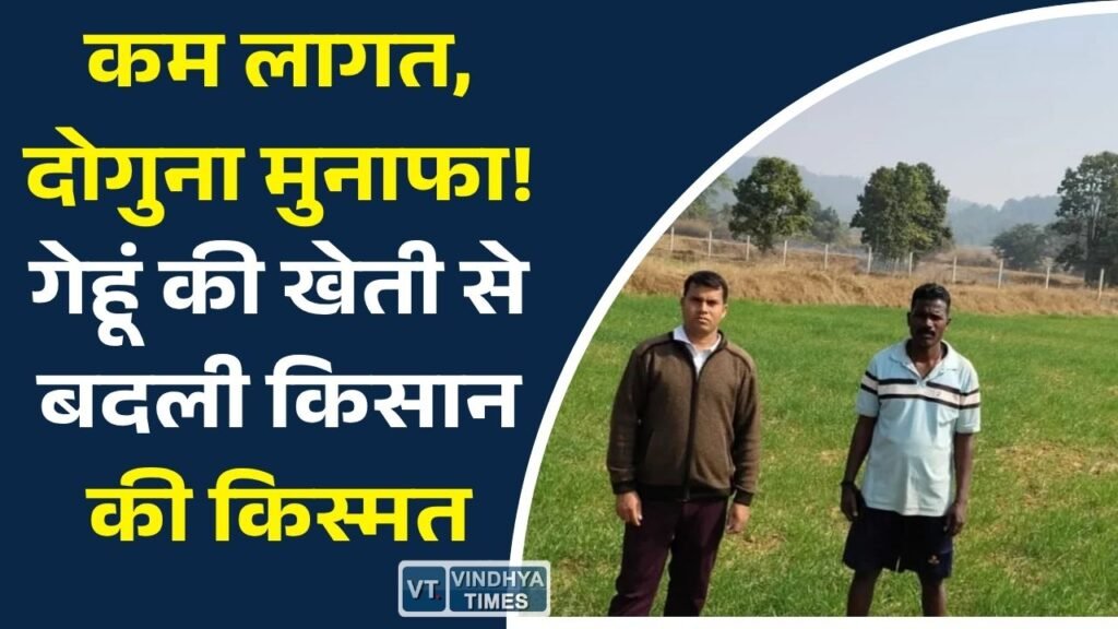 CG News: रबी की खेती बनी कमाई का जरिया, गेहूं ने बढ़ाई किसान की आमदनी