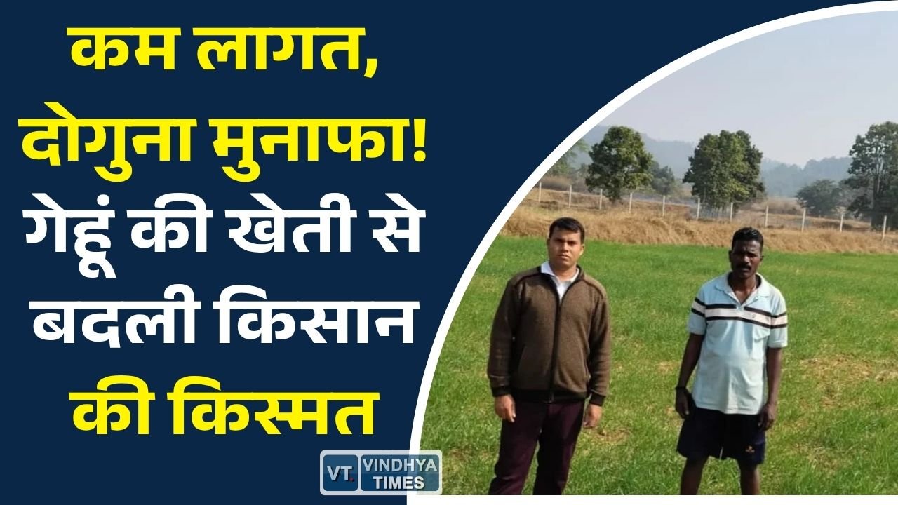 CG News: रबी की खेती बनी कमाई का जरिया, गेहूं ने बढ़ाई किसान की आमदनी