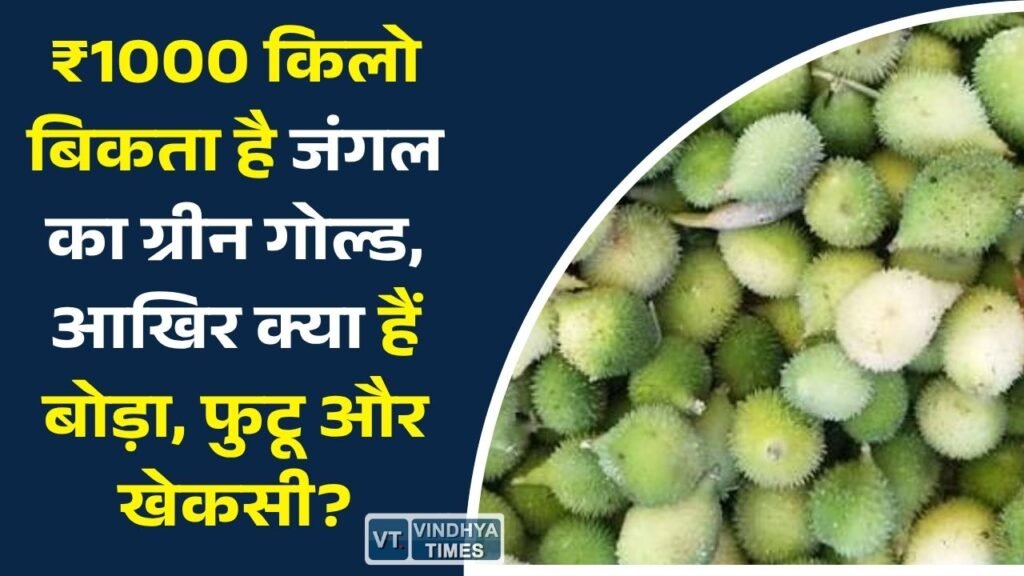 CG News: छत्तीसगढ़ के जंगलों का 'ग्रीन गोल्ड', क्यों इतनी महंगी बिकती हैं बोड़ा, फुटू और खेकसी?