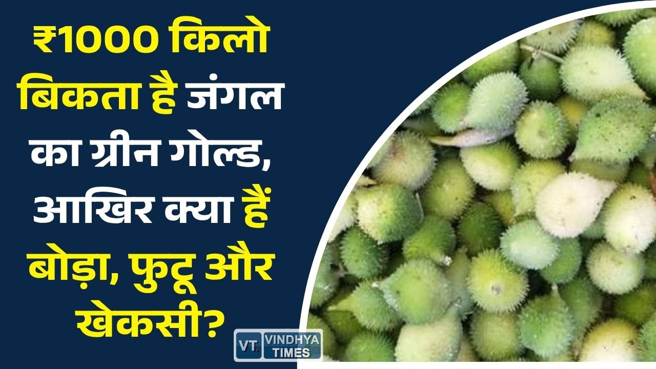 CG News: छत्तीसगढ़ के जंगलों का 'ग्रीन गोल्ड', क्यों इतनी महंगी बिकती हैं बोड़ा, फुटू और खेकसी?
